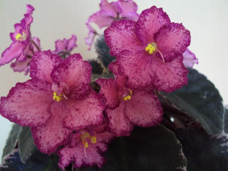 Buckeye Cranberry Sparkler