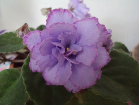 EK-Goluboglazaia Rossiia